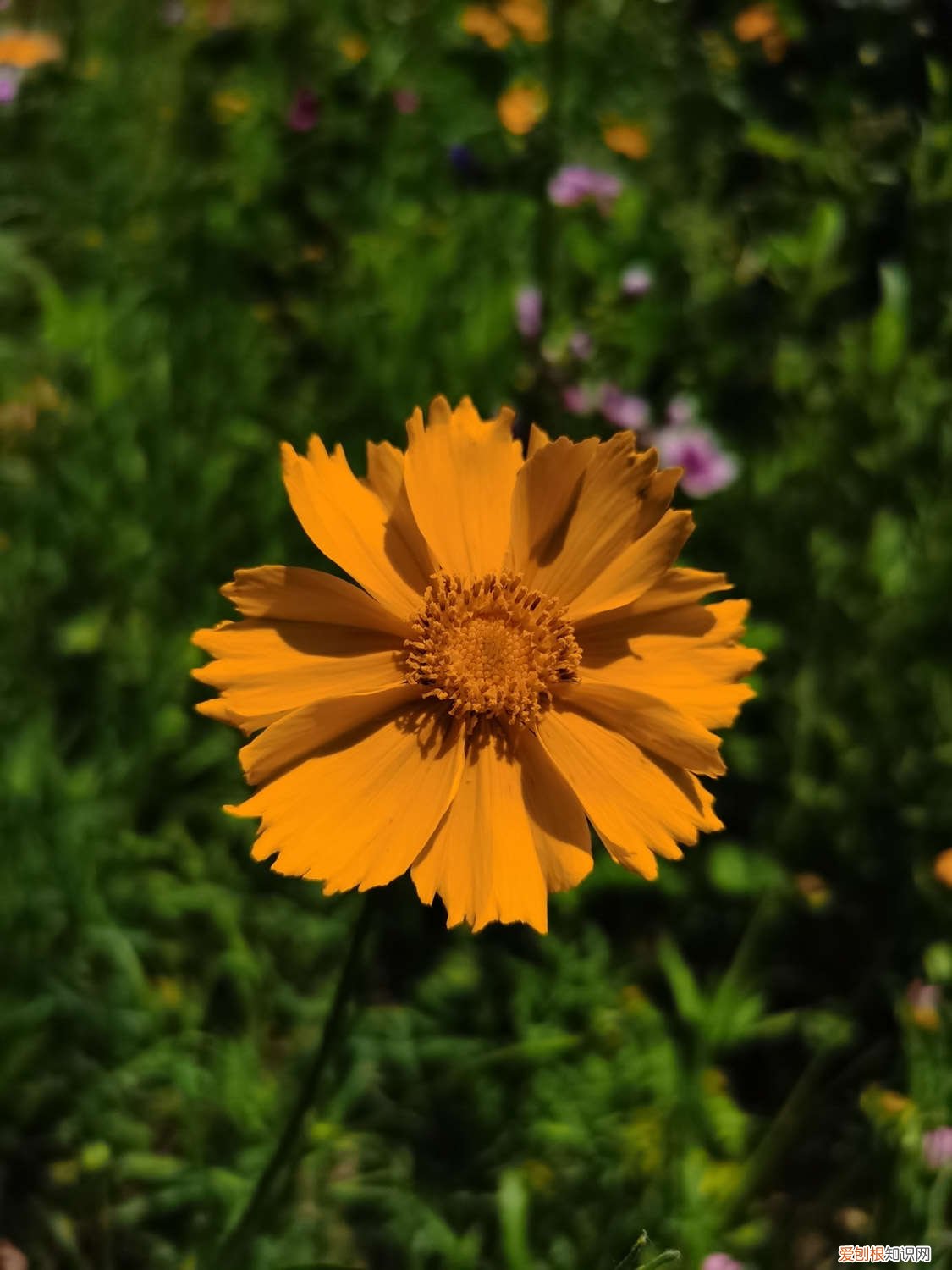 菊花怎么种植方法如下 菊花怎样种植与管理