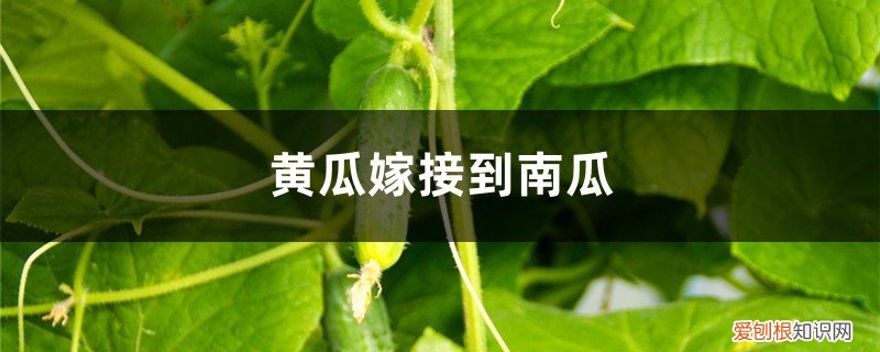 黄瓜怎么嫁接南瓜上 黄瓜如何嫁接到南瓜