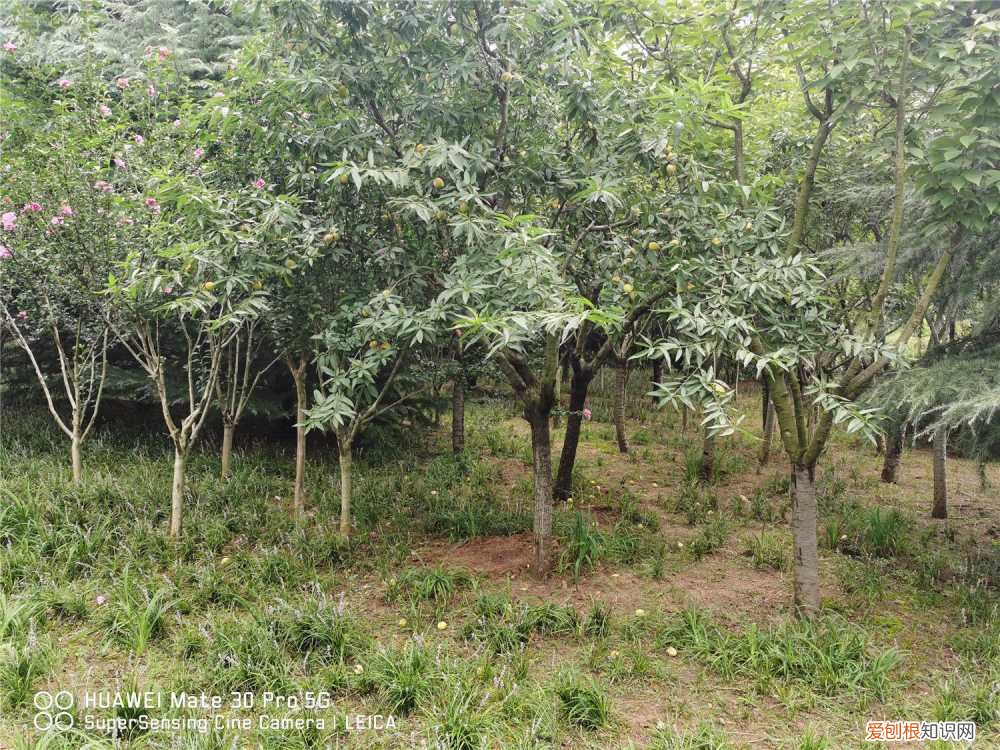 桃子怎么种才好吃 桃子怎么种