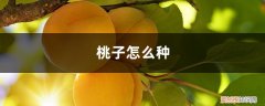 桃子怎么种才好吃 桃子怎么种