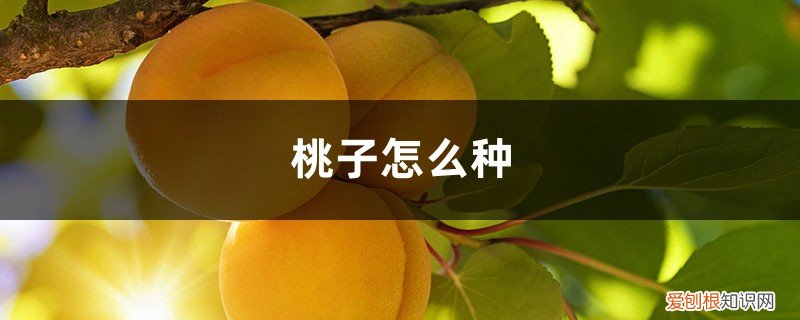 桃子怎么种才好吃 桃子怎么种