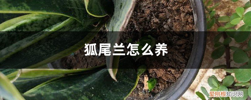 小虎尾兰的养殖方法 虎尾兰怎么养，有什么注意事项