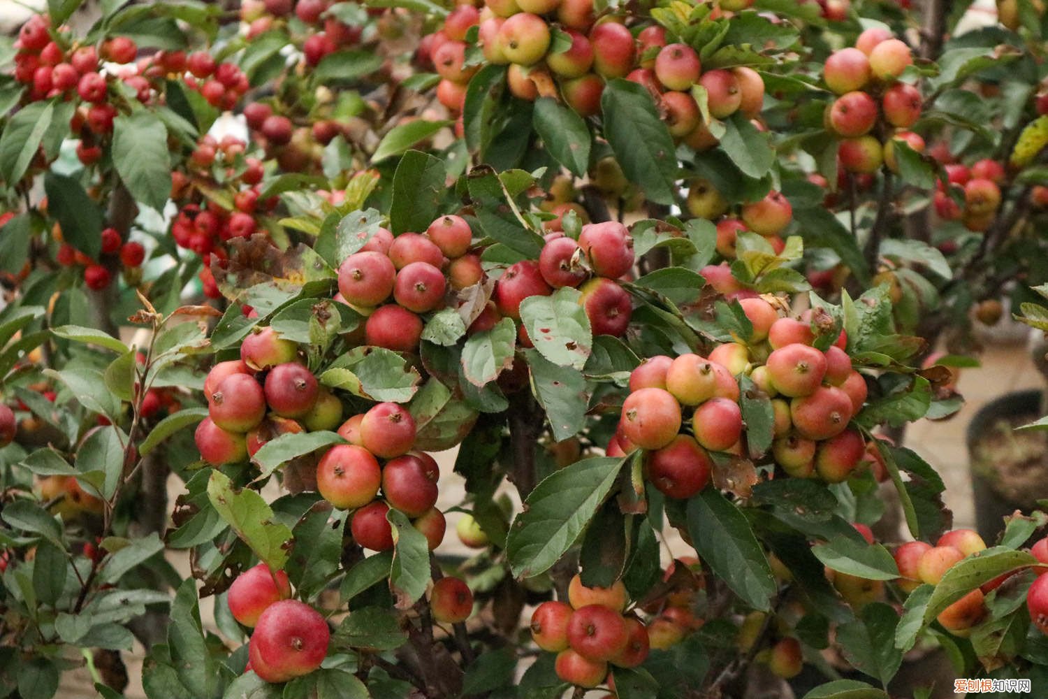 海棠树怎么修剪什么时候修剪 海棠树修剪时间及方法