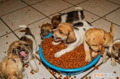 狗粮怎么泡软快又好吃 狗粮怎么泡软快