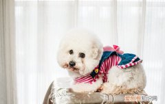 比熊犬怎么训练才听话 比熊犬怎么训练