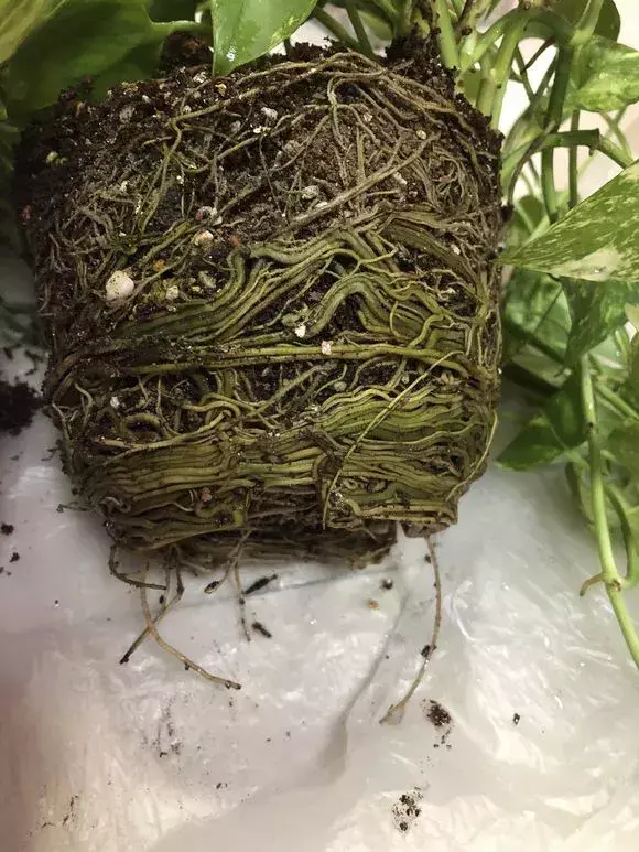 喜欢养花的原因,喜欢养花,6个坏习惯先“戒掉”,每个人至少犯过1个