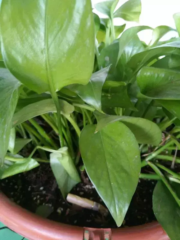 喜欢养花的原因,喜欢养花,6个坏习惯先“戒掉”,每个人至少犯过1个