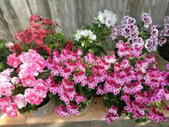 喜欢养花的原因,喜欢养花,6个坏习惯先“戒掉”,每个人至少犯过1个