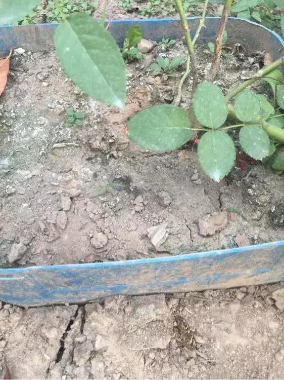 喜欢养花的原因,喜欢养花,6个坏习惯先“戒掉”,每个人至少犯过1个