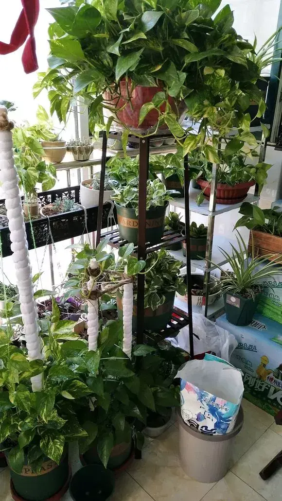 喜欢养花的原因,喜欢养花,6个坏习惯先“戒掉”,每个人至少犯过1个