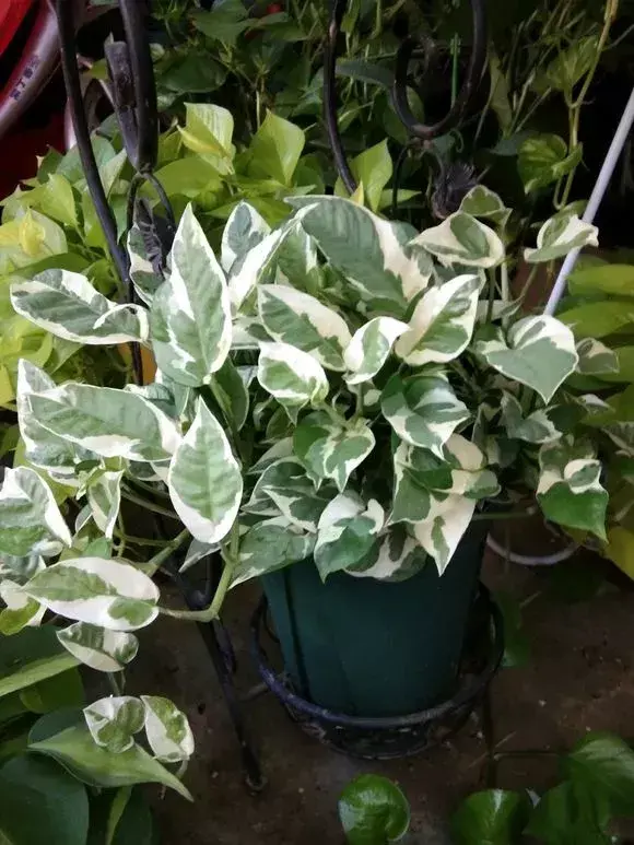 喜欢养花的原因,喜欢养花,6个坏习惯先“戒掉”,每个人至少犯过1个