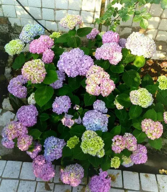 喜欢养花的原因,喜欢养花,6个坏习惯先“戒掉”,每个人至少犯过1个