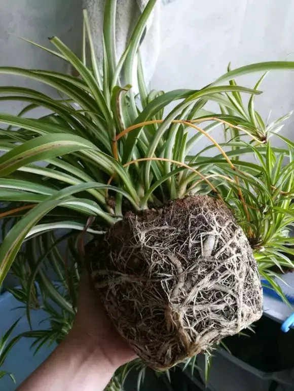 喜欢养花的原因,喜欢养花,6个坏习惯先“戒掉”,每个人至少犯过1个