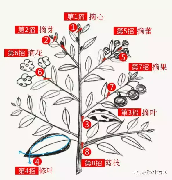 喜欢养花的原因,喜欢养花,6个坏习惯先“戒掉”,每个人至少犯过1个