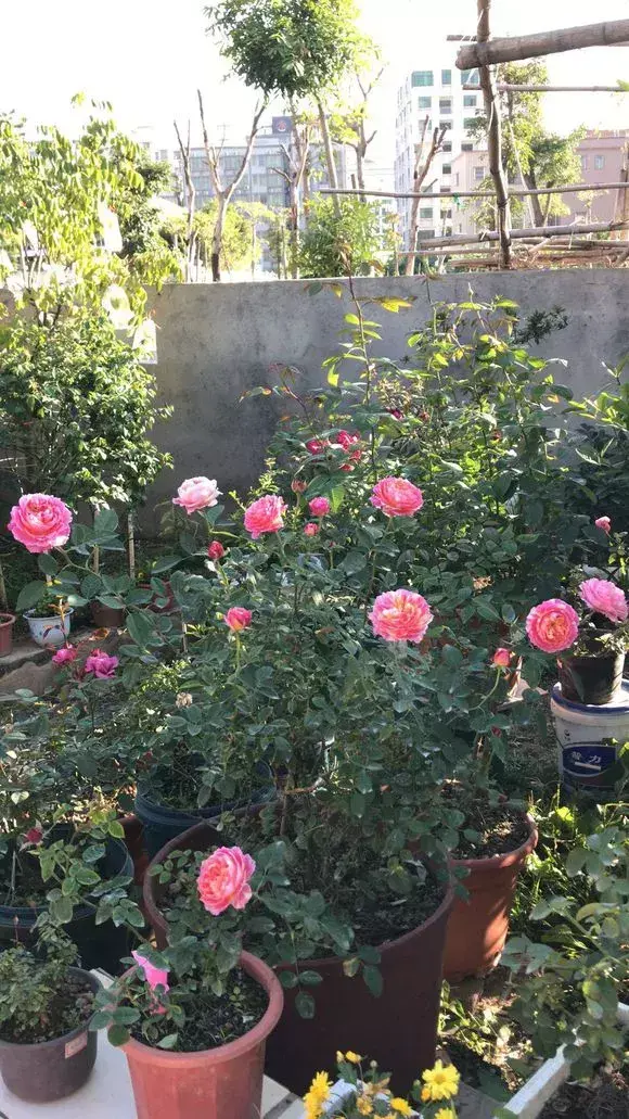 花用不用换土，花土挖来就用？难怪养不好花，高手都喜欢改一改，别偷懒