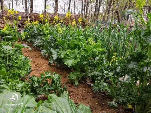 花用不用换土，花土挖来就用？难怪养不好花，高手都喜欢改一改，别偷懒