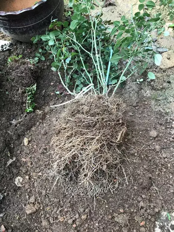 花用不用换土，花土挖来就用？难怪养不好花，高手都喜欢改一改，别偷懒