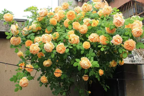 花用不用换土，花土挖来就用？难怪养不好花，高手都喜欢改一改，别偷懒