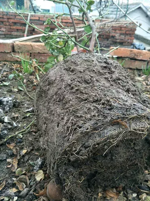 花用不用换土，花土挖来就用？难怪养不好花，高手都喜欢改一改，别偷懒