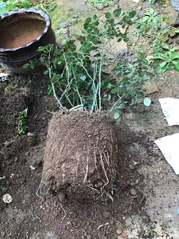 花用不用换土，花土挖来就用？难怪养不好花，高手都喜欢改一改，别偷懒
