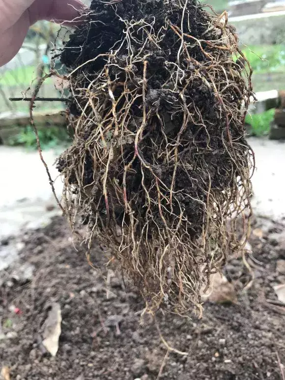 花用不用换土，花土挖来就用？难怪养不好花，高手都喜欢改一改，别偷懒