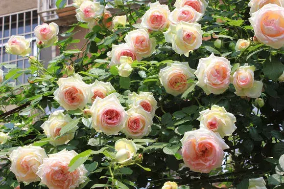 花用不用换土，花土挖来就用？难怪养不好花，高手都喜欢改一改，别偷懒