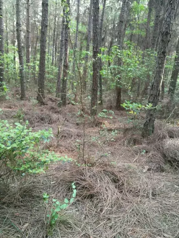 花用不用换土，花土挖来就用？难怪养不好花，高手都喜欢改一改，别偷懒