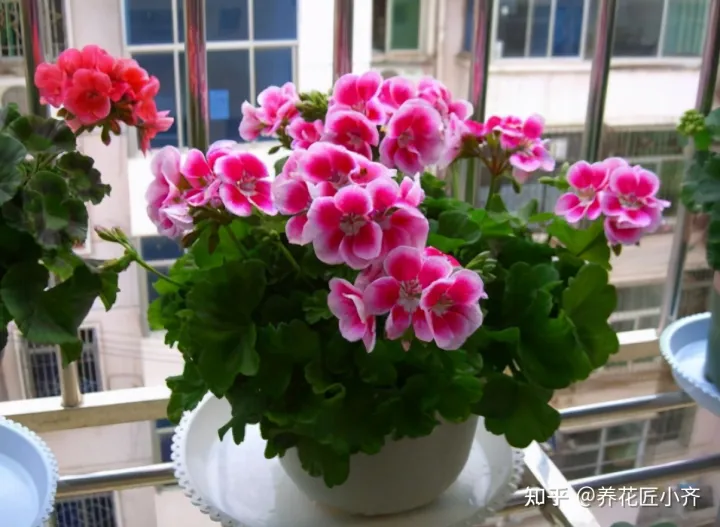 养花感悟阅读答案,都说人养花,花也养人,前提要养好花,这几个小技巧,高手都在用