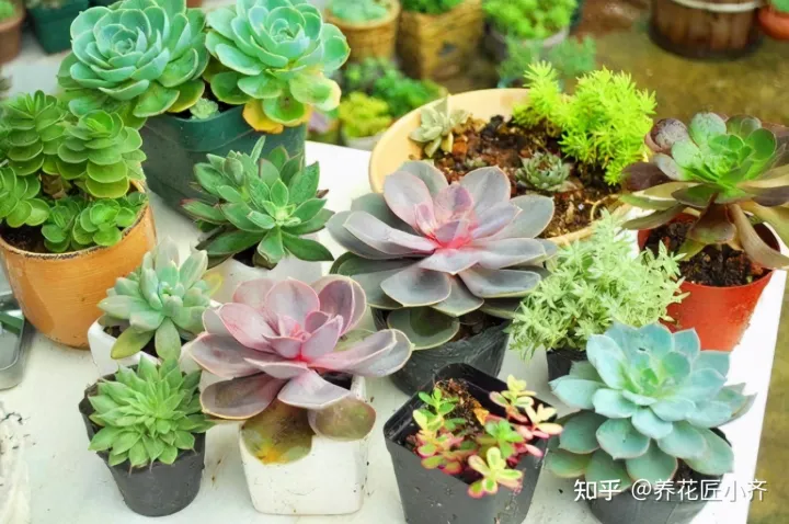 养花感悟阅读答案,都说人养花,花也养人,前提要养好花,这几个小技巧,高手都在用