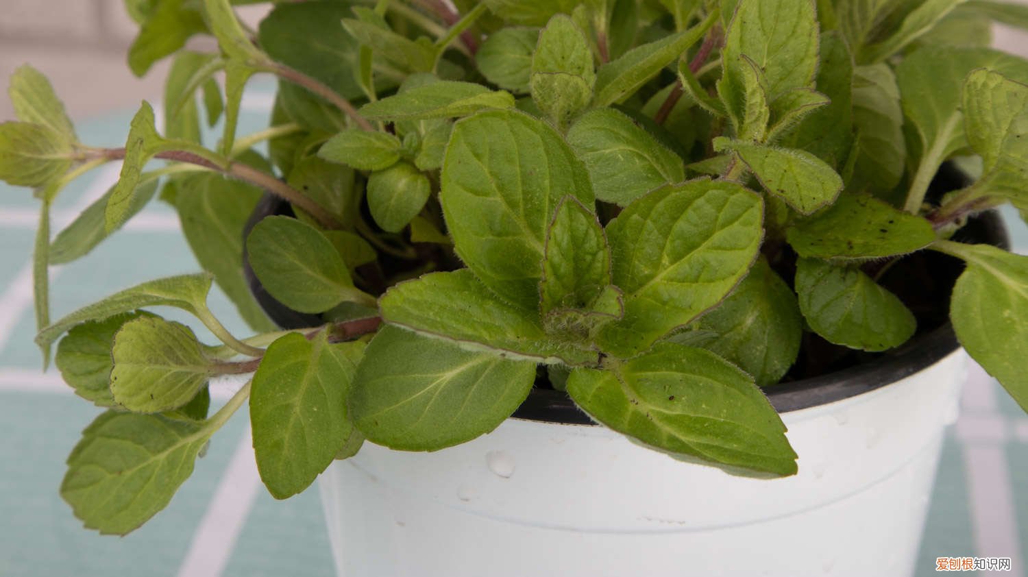 薄荷可以扦插吗?怎样扦插 薄荷如何扦插活