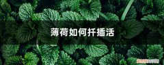 薄荷可以扦插吗?怎样扦插 薄荷如何扦插活