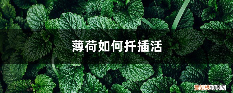 薄荷可以扦插吗?怎样扦插 薄荷如何扦插活