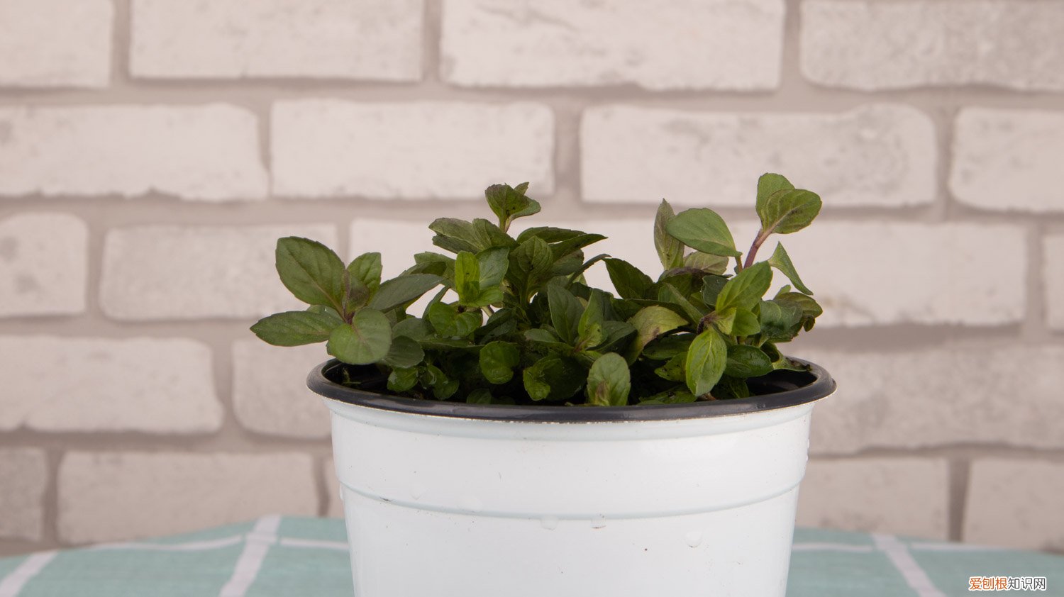 薄荷可以扦插吗?怎样扦插 薄荷如何扦插活