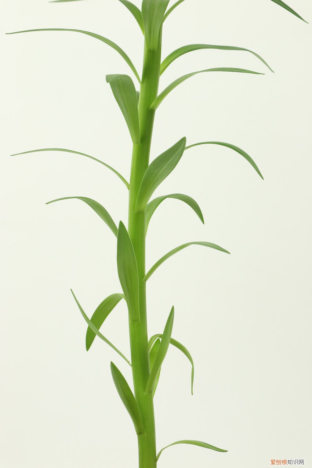 百合花几天换一次水最好 百合花几天换一次水