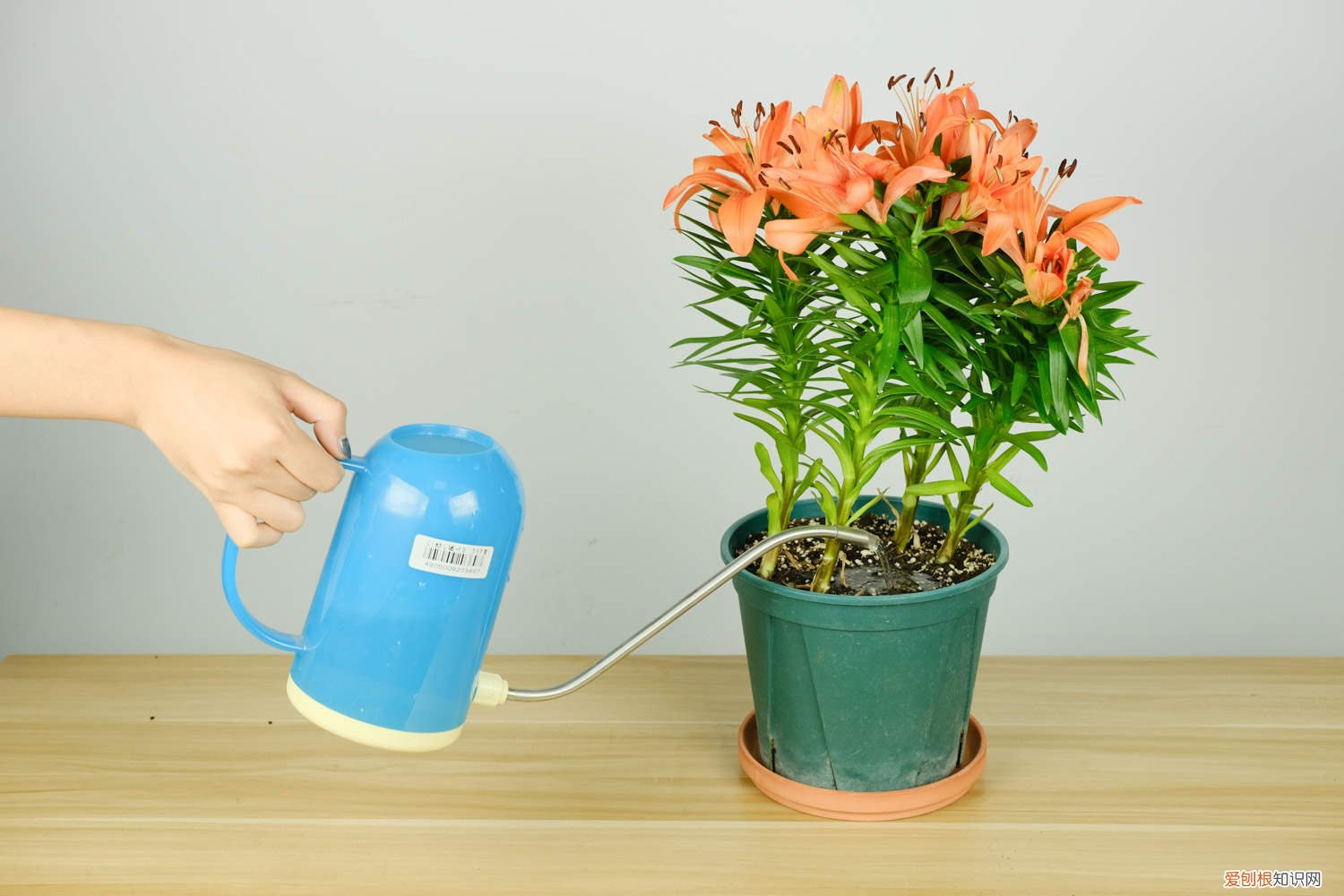 百合花几天换一次水最好 百合花几天换一次水