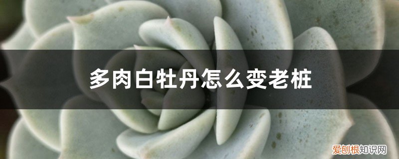 白牡丹多肉老桩 怎么爆侧芽 多肉白牡丹怎么变老桩