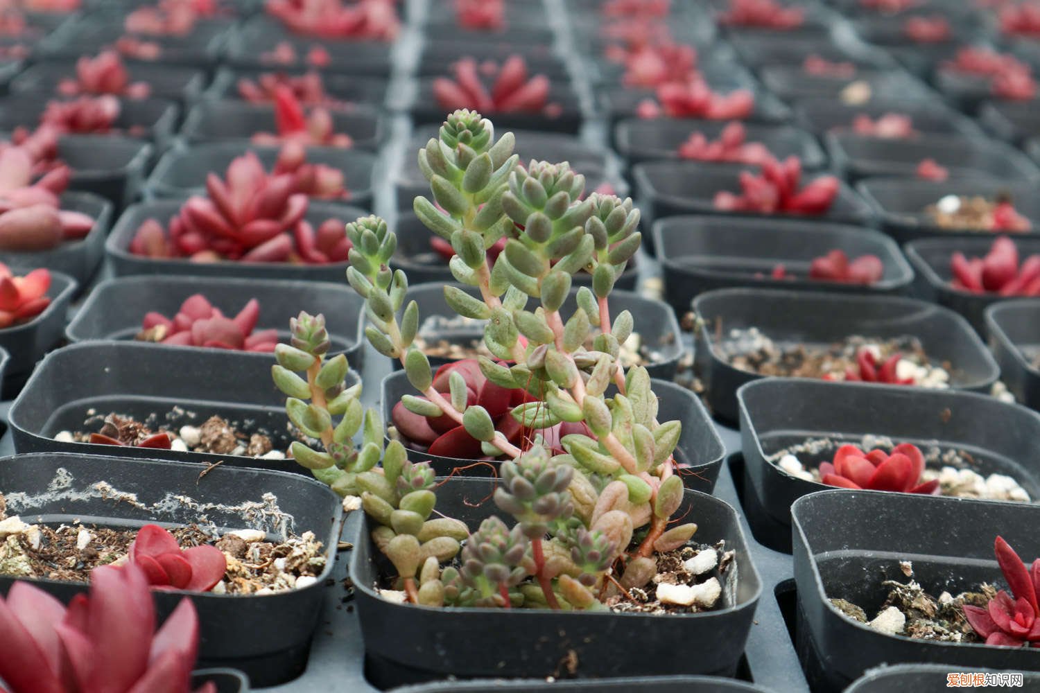 多肉没有根怎么种植 多肉分株没有根能活吗