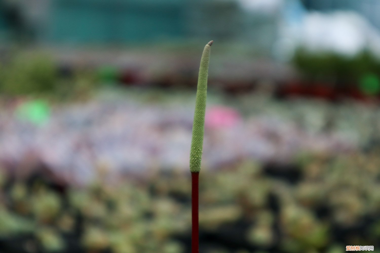 多肉没有根怎么种植 多肉分株没有根能活吗