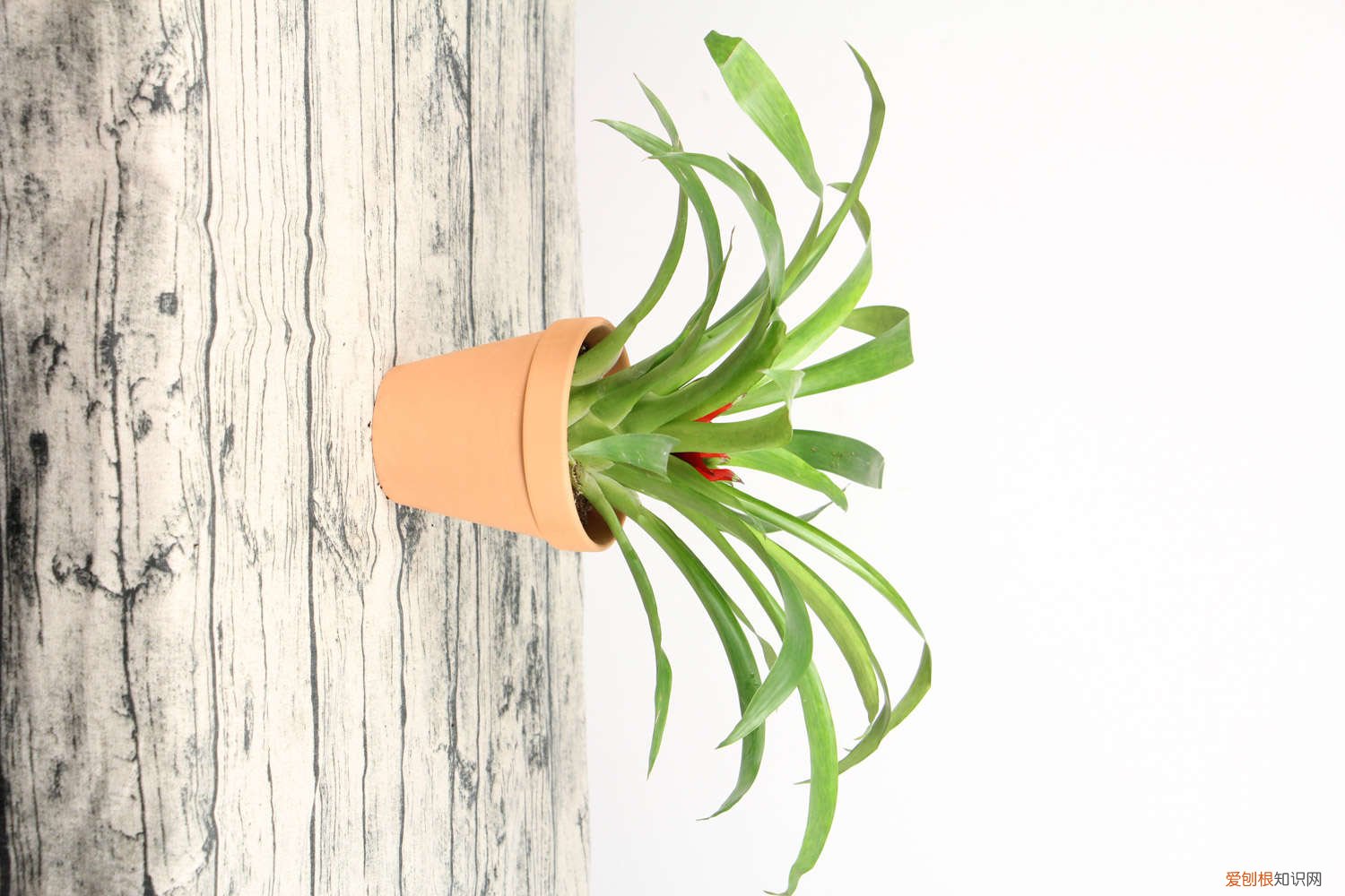 鸿运当头开过花后怎么养 鸿运当头开花后怎么养