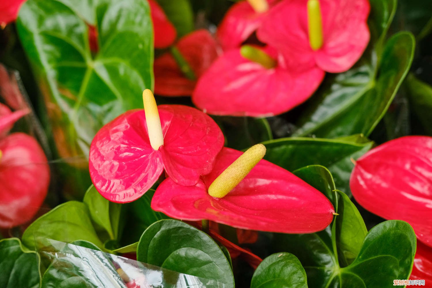 红鹤花怎么养护和管理 红鹤花怎么养