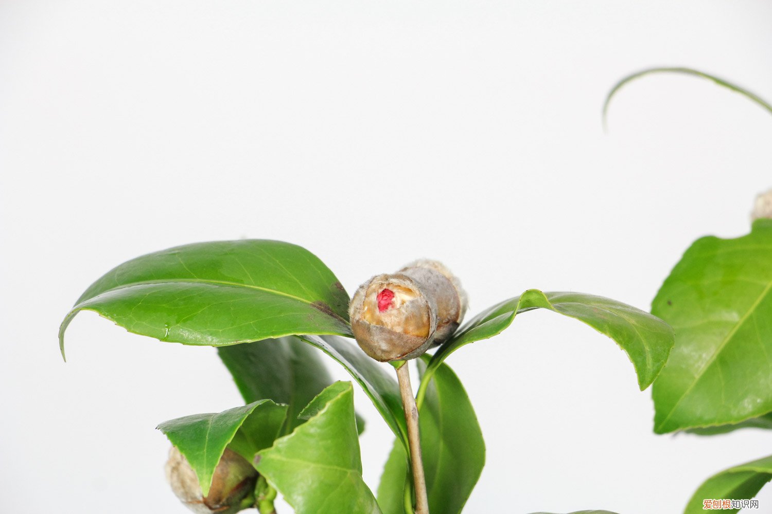 红山茶花养殖 红山茶花怎么养