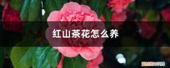 红山茶花养殖 红山茶花怎么养