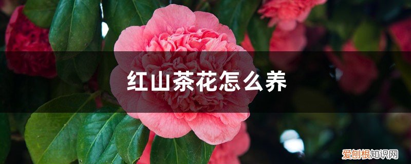 红山茶花养殖 红山茶花怎么养