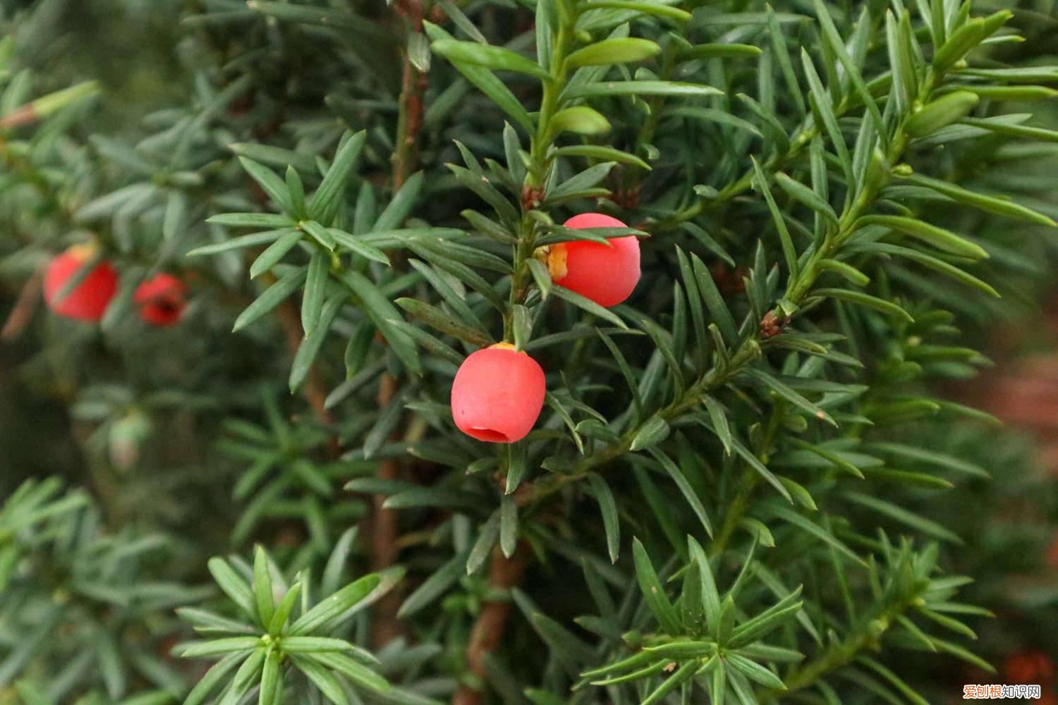 红豆杉树苗怎么养殖 红豆杉树苗怎么养