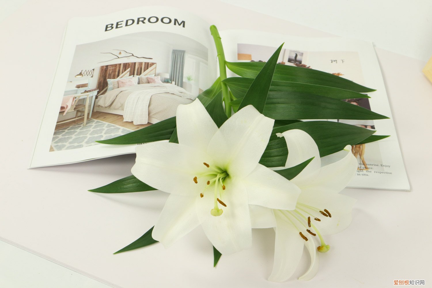 百合开完花了怎么办 百合开完花以后怎么办