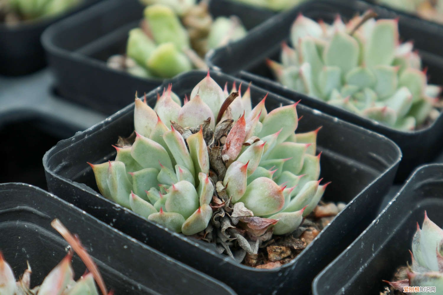 多肉的杆很长了怎么办 多肉杆子太长怎么办