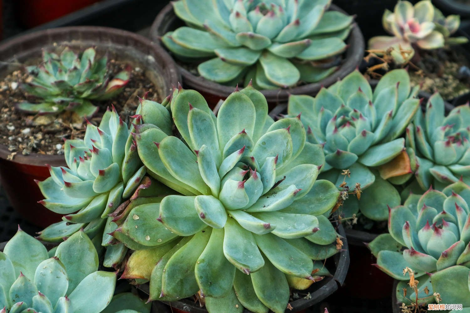 多肉的杆很长了怎么办 多肉杆子太长怎么办