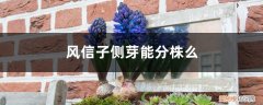 土培风信子长了侧芽怎么办 风信子侧芽能分株么