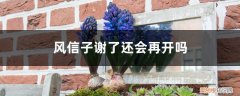 风信子花开过了还会再开吗 风信子谢了还会再开吗