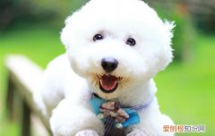 比熊犬和泰迪的区别图片 比熊犬和泰迪的区别